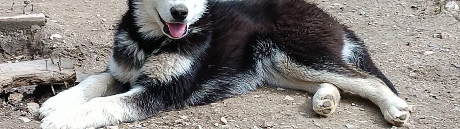 chiot husky sibérien, élevage husky Belleherbe, mâle husky sibérien