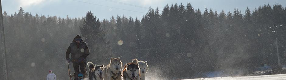 chiens de traineau, les nordiques de la ferme sur la roche, 25380 Belleherbe, Franche comté, huskys sibériens