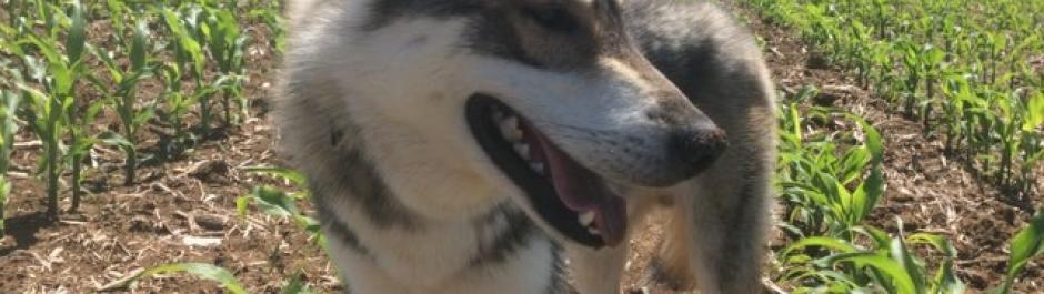 husky sibérien, élevage husky Belleherbe