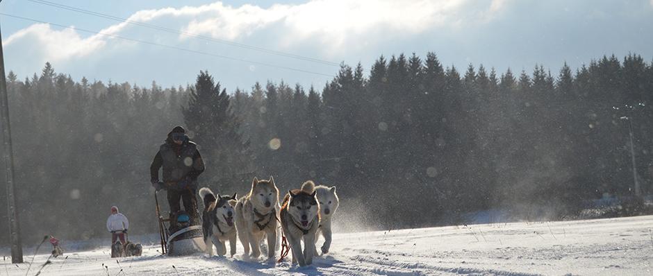 initiation chiens de traineau, balade chiens de traineau, Doubs Jura 