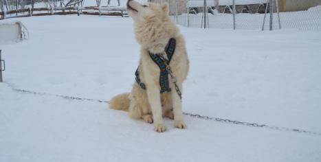 chien de traineau husky Les nordiques de la Ferme sur la Roche