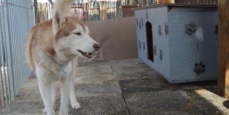 husky sibérien chien de traineau Les Nordiques de la Ferme sur la Roche