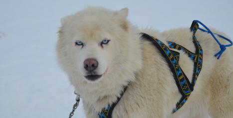 husky sibérien chien de traineau Les Nordiques de la Ferme sur la Roche