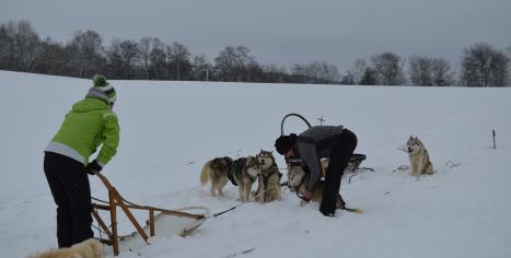 préparation à l'attelage des chiens de traineau pour des balades
