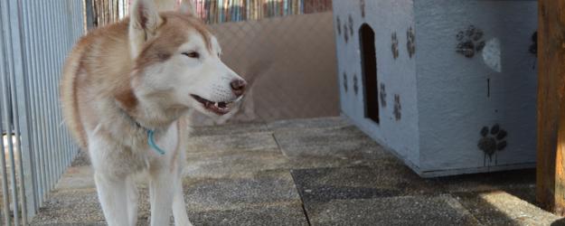 chiens  de traineau franche comté, husky, les nordiques de la ferme sur la roche