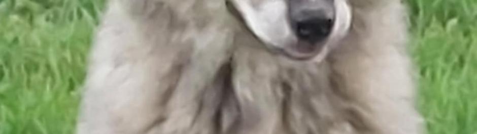chiot femelle disponible