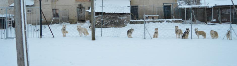 chiens de traineau, les nordiques de la ferme sur la roche, 25380 Belleherbe, Franche comté, huskys sibériens