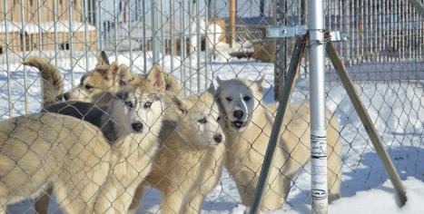 femelles huskys sibériens, Les nordiques de la ferme sur la roche, chiens de traineau franche comté