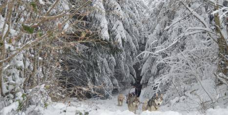 Retour de balade en chien de traîneau à Belleherbe (Doubs-Franche Comté)