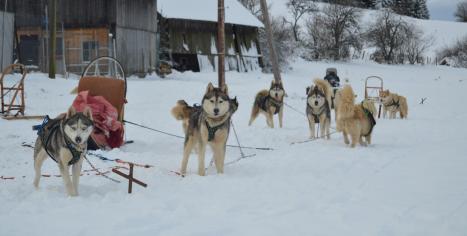 chiens de traineau Les Nordiques de la ferme sur la Roche