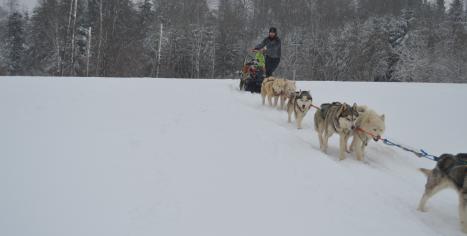 balade en chiens de traineau Belleherbe Les Nordiques de la Ferme sur la Roche