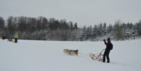 balade en chiens de traineau