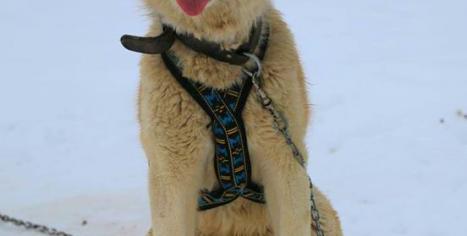 chien de traineau husky Les nordiques de la Ferme sur la Roche