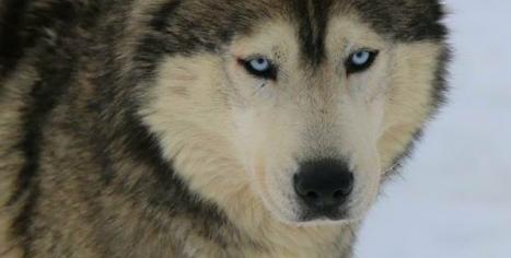 chien de traineau husky Les nordiques de la Ferme sur la Roche