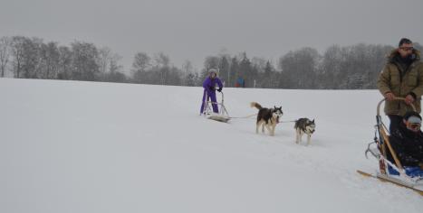 chien de traineau husky Les nordiques de la Ferme sur la Roche