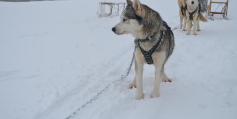 chien de traineau husky Les nordiques de la Ferme sur la Roche