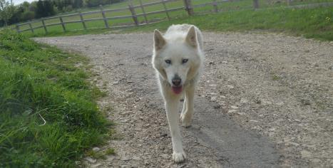 Photo de notre Husky femelle Noulouk