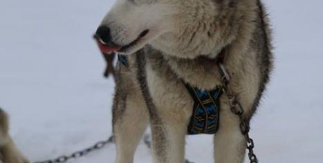 chien de traineau husky Les nordiques de la Ferme sur la Roche