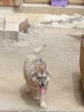 chiot husky sibérien femelle, husky sibérien Doubs, ékevage husky sibérien Belleherbe