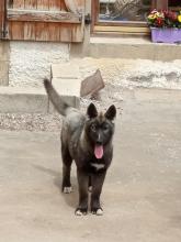 chio femelle husky disponible, husky élevage doubs, élevage husky Belleherbe