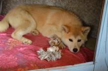 akita inu